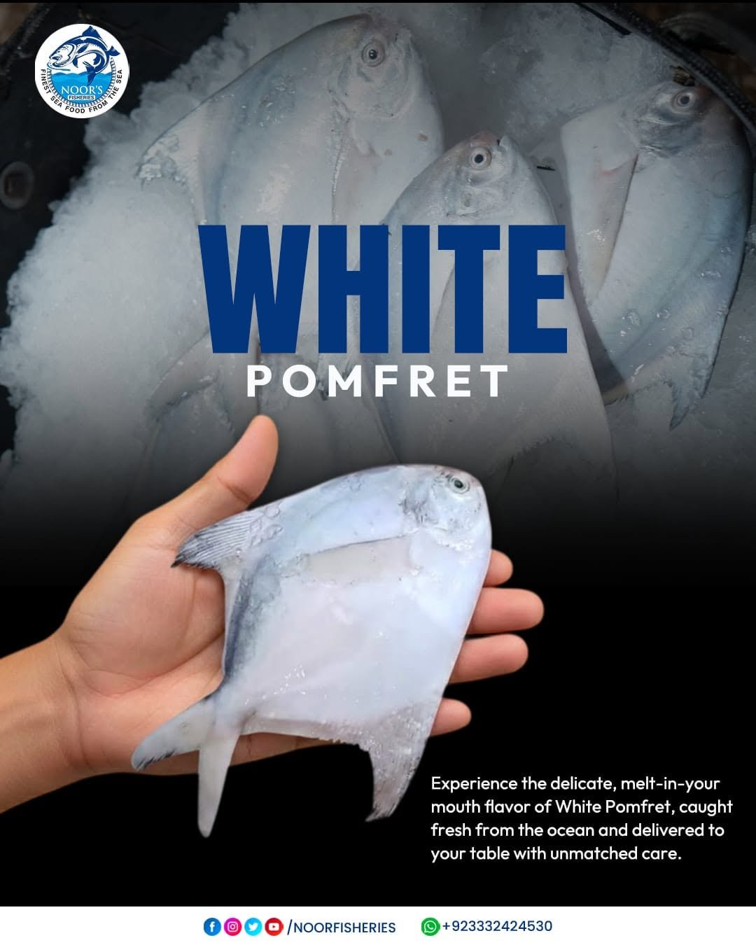 Noor Fisheries Export Packaging